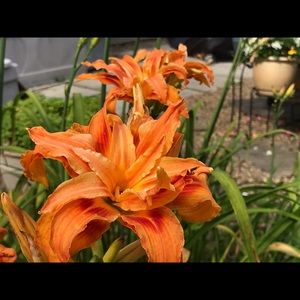 Meet your Posher, Karri